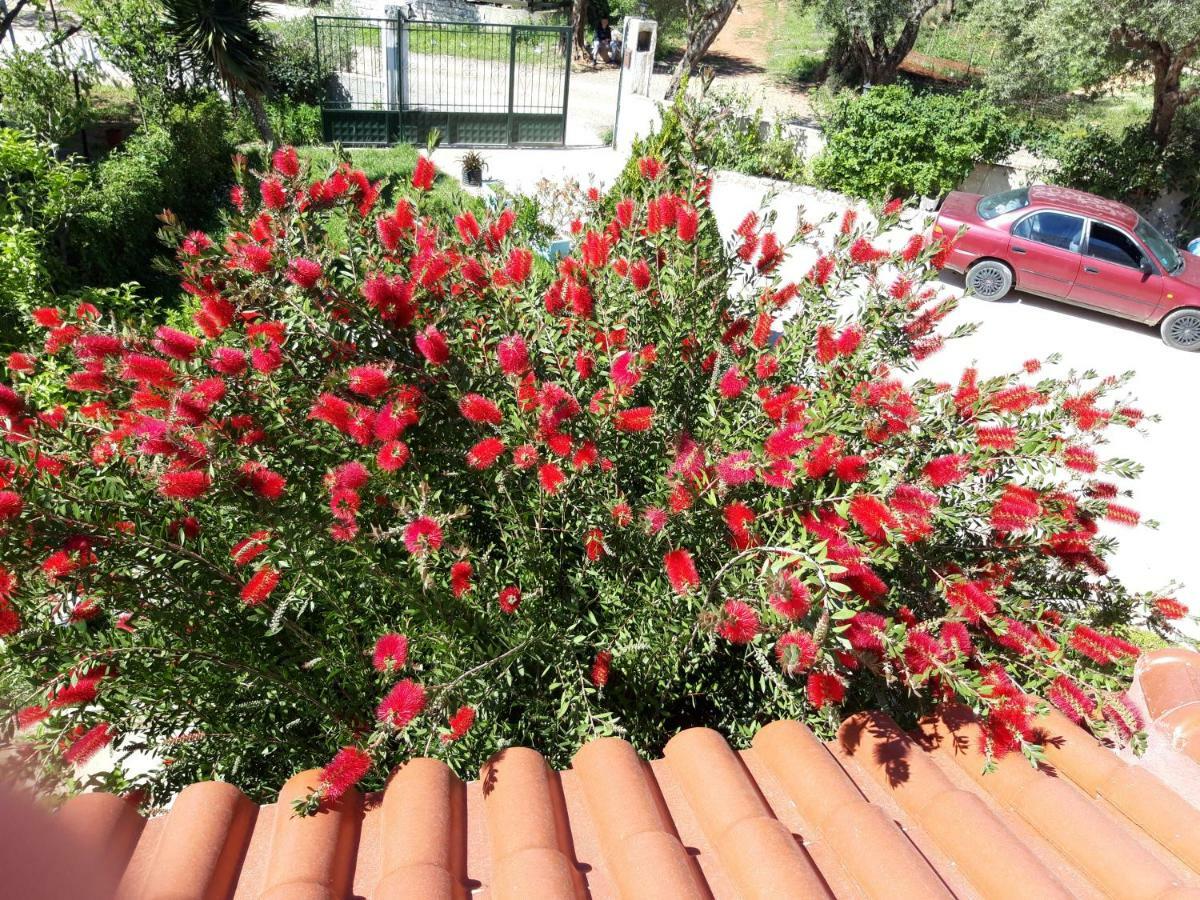 Vila Zogaj كساميل المظهر الخارجي الصورة